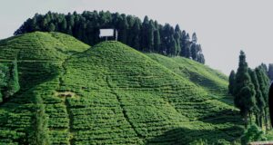 tea garden of darjeeling images