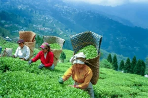 tea garden og darjeeling